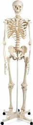 3b Scientific Ανθρώπινου Σκελετού Πρόπλασμα από το Medical