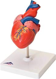 3b Scientific Πρόπλασμα Καρδιάς