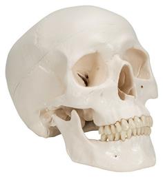 Πρόπλασμα Κρανίου/Κεφαλιού 3b Scientific