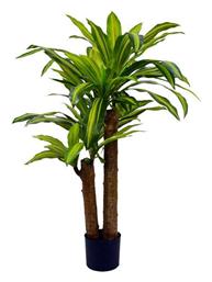 Διακοσμητικό Φυτό Dracaena Γλάστρα Πράσινο Pp Υ110εκ Inart