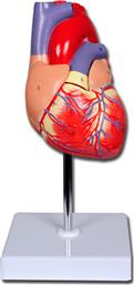 Gima Πρόπλασμα Καρδιάς από το Medical