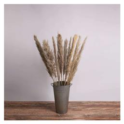 Αποξηραμένο Φυτό Pampas grass Καφέ/Γκρι 120cm GloboStar