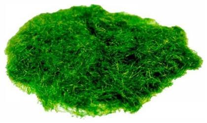 Φυτό Μακέτας Next