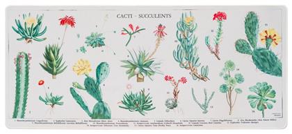 Botanical Cacti XXL 800mm Grupo Erik