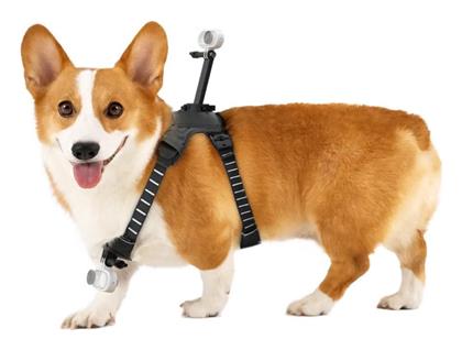 Go 3/go 3s Pet Harness Mount Size M Cinsbavw Insta360