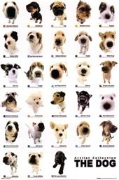 POSTER DOG COLLECTION 61 X 91.5 CM - GB eye