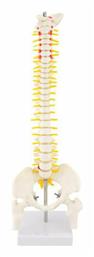 Πρόπλασμα Σπονδυλικής Στύλης (Spine Model)