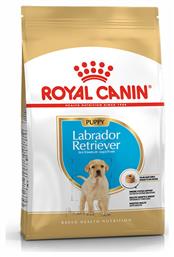 Puppy Labrador Retriever 12kg Royal Canin