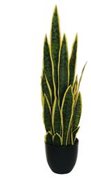 Σανσεβιερα Γλαστρα 65cm 0x0x65cm Μονόχρωμο Evergreens