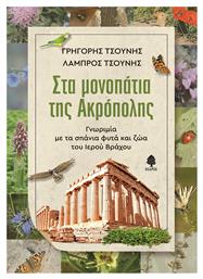 Στα Μονοπάτια της Ακρόπολης , Γνωριμία με τα Σπάνια Φυτά και Ζώα του Ιερού Βράχου - Κέδρος